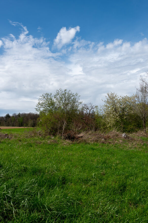 05 lebensraum hecke 08