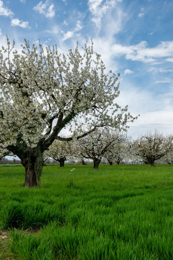 06 hochstammobstbaum 04