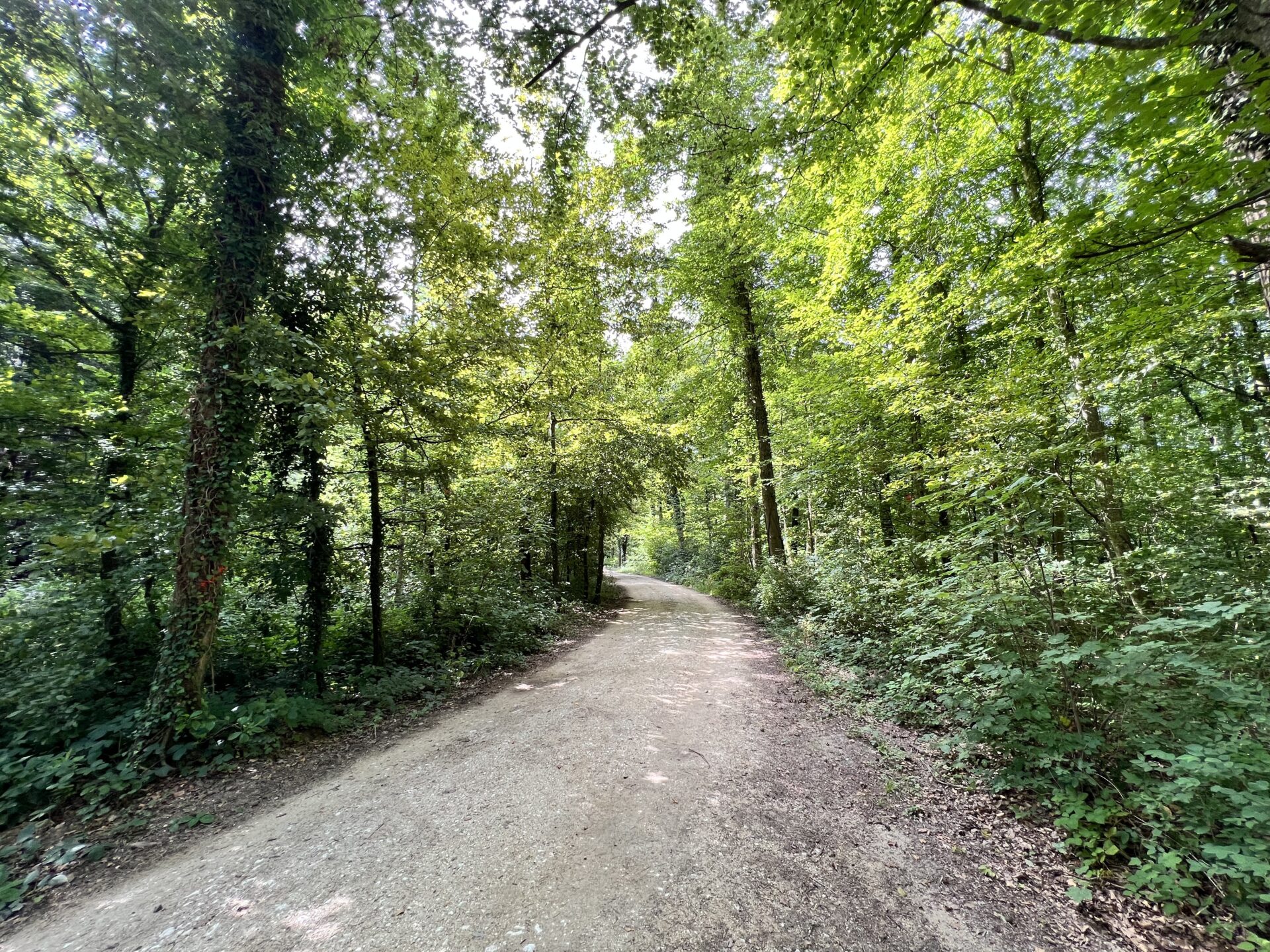 07 waldbilder 11