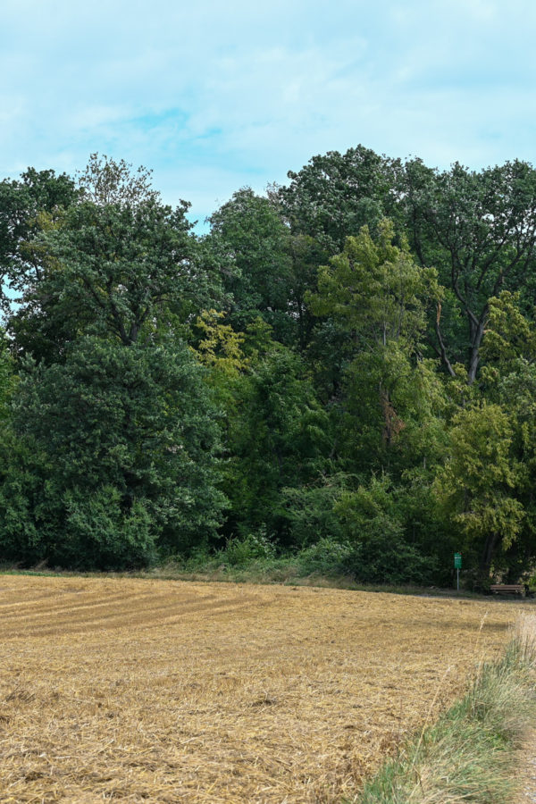 13 baumriesen 01