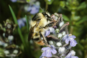 Waldhummel